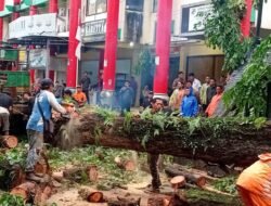 Hujan deras disertai angin kencang sebabkan pohon tumbang,akibatkan 2 pengendara motor meninggal dunia