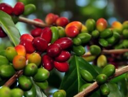 Kopi Robusta Bangka Belitung: Tantangan Perubahan Iklim, Permintaan Pasar, dan Peran Ekologis