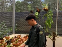 Ketika Kelopak di Tenun  Menjadi Makna “Bunga Sepatu dalam Bingkai  Tradisi  Kain Caual Maslina”