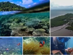 Terumbu Karang Pulau Kelapan: Keindahan Bawah Laut yang Patut Dijaga