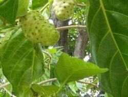 BUAH MENGKUDU (Morinda citrifolia L): TANAMAN OBAT TRADISIONAL DAN PILAR KONSERVASI KEANEKARAGAMAN HAYATI INDONESIA