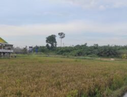 Agrowisata Indah Sawah Tebing Jadi Harapan Baru Pemberdayaan Ekonomi Desa